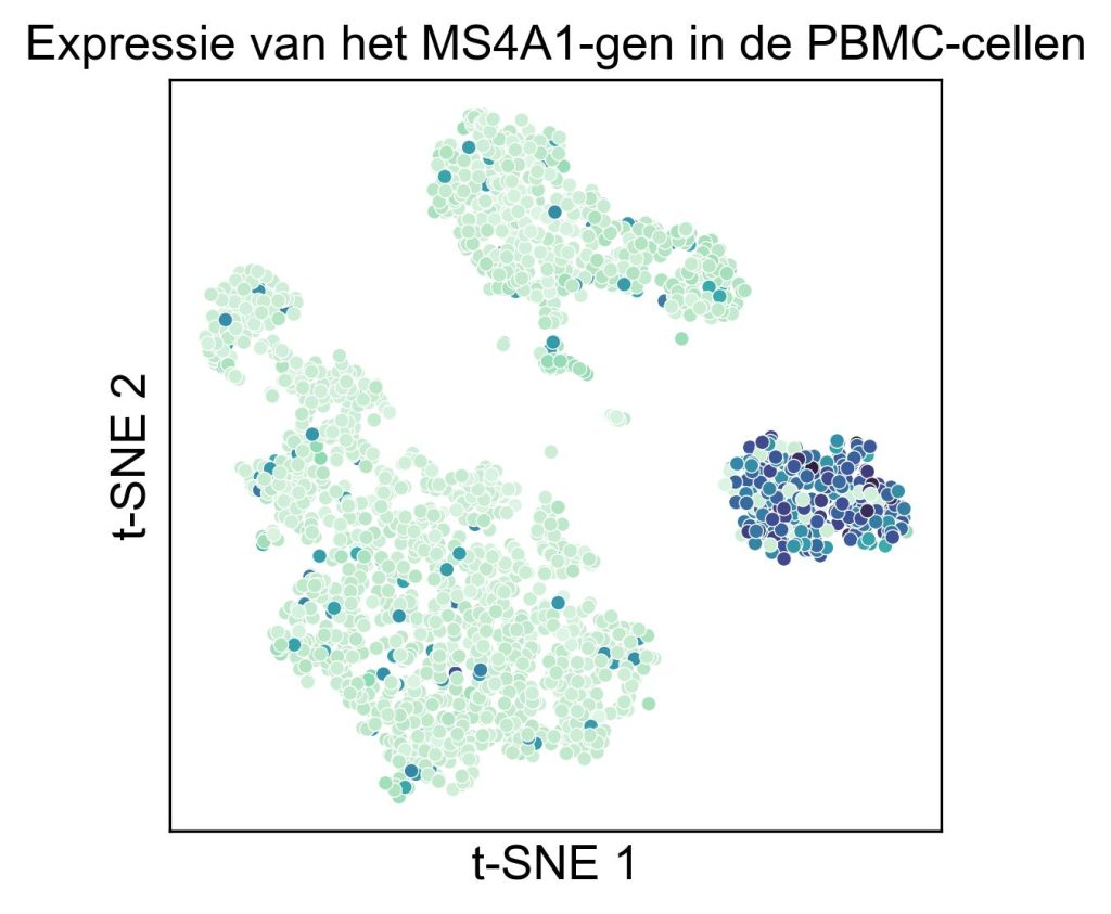 Als de tSNE-plot gekleurd wordt op basis van het MS4A1-gen, licht een cluster duidelijk op