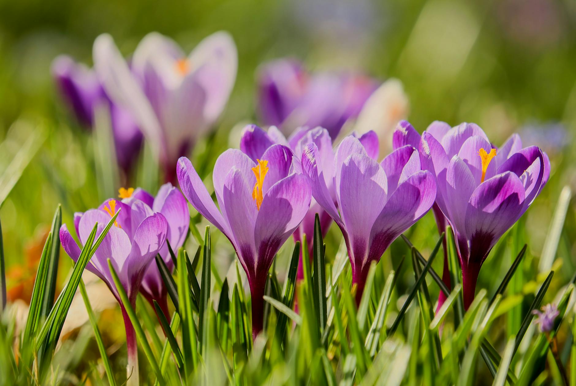 a close up shot of crocus flowers in bloom