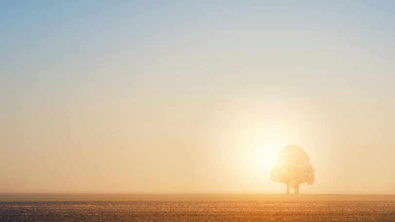 silhouette of tree during sunset